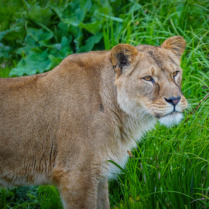 Yorkshire Wildlife Park