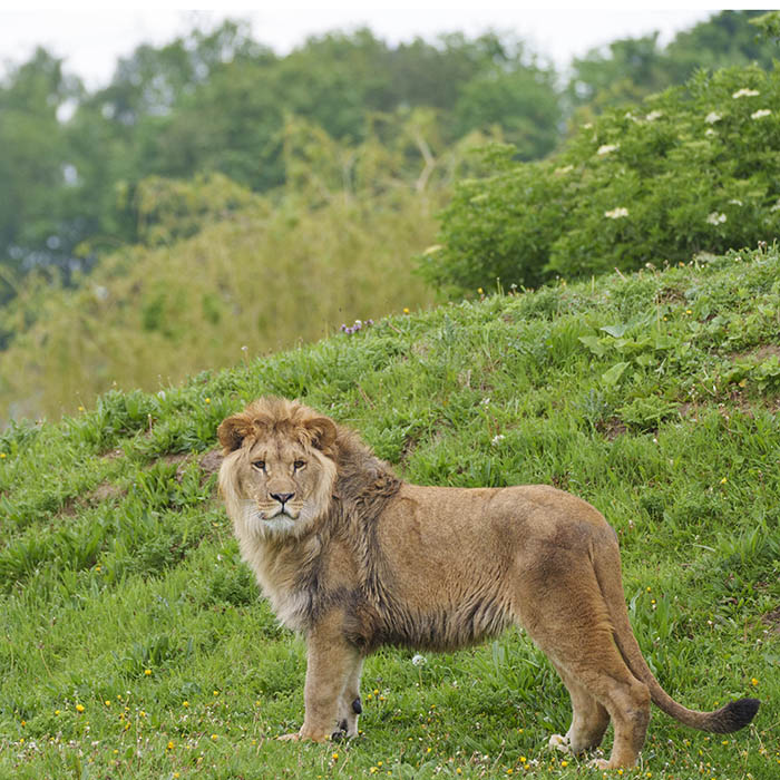 Lion cubs at Yorkshire Wildlife Park