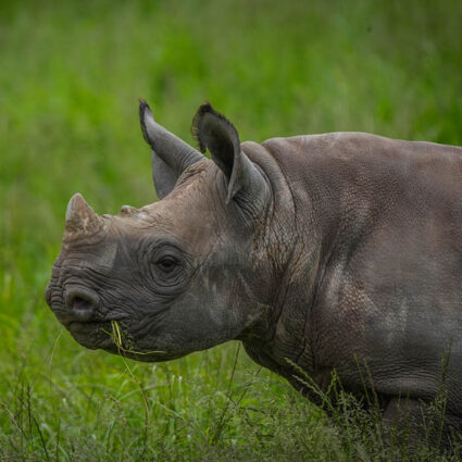 Celebrate Rhino Week at Lakeside Village and support wildlife conservation